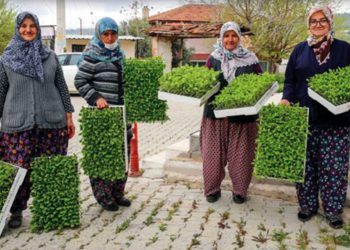 Bucalı Üreticiye Fide Desteği