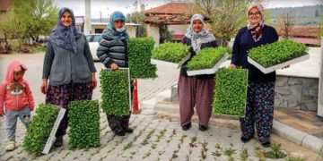 Bucalı Üreticiye Fide Desteği