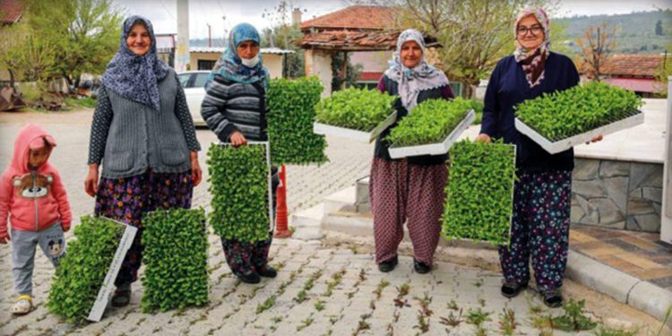 Bucalı Üreticiye Fide Desteği