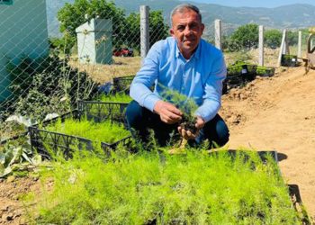Beydağ’da İlk Kez Kuşkonmaz Üretimine Başlandı