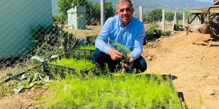 Beydağ’da İlk Kez Kuşkonmaz Üretimine Başlandı