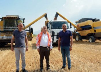 Torbalı Belediyesi buğday hasadına başladı