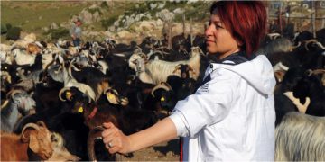Kırkım Şenliği için tüm hazırlıklar tamam!