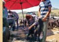 Karaburun’da Kırkım Şenliği 26 Haziran’da