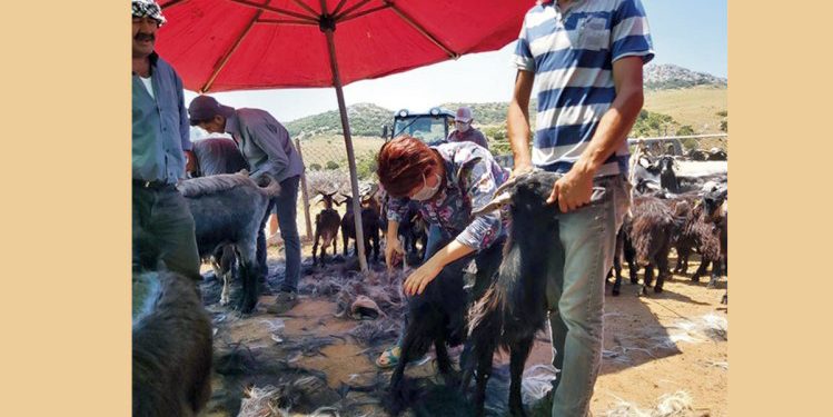 Karaburun’da Kırkım Şenliği 26 Haziran’da