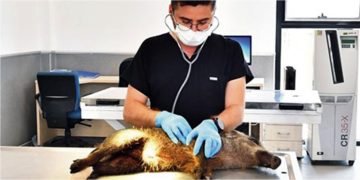 Yaralı yavru domuz tedavi altında