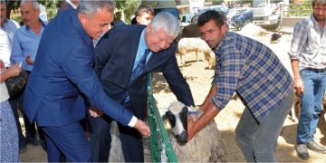 Büyükşehirden Beydağlı Üreticilere Küçükbaş Hayvan Desteği