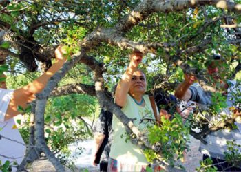 ‘Çeşme’den Sakız Damlıyor’ Projesi 4 yaşında!