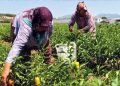 Buca’da üreticinin ilk hasat coşkusu