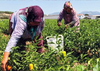 Buca’da üreticinin ilk hasat coşkusu