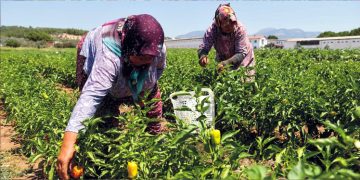 Buca’da üreticinin ilk hasat coşkusu
