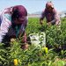 Buca’da üreticinin ilk hasat coşkusu