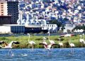 Flamingolar İzmirlileri büyülüyor