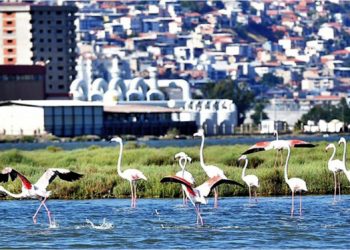 Flamingolar İzmirlileri büyülüyor