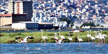 Flamingolar İzmirlileri büyülüyor