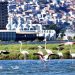 Flamingolar İzmirlileri büyülüyor
