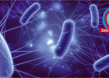 İnsanlığa esir mikro canlılar: E. Coli