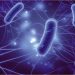 İnsanlığa esir mikro canlılar: E. Coli