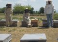 Egeli akademisyenler arı zehrinin peşinde
