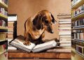 KÖPEKLERLE KİTAP OKUYACAKLAR