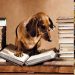 KÖPEKLERLE KİTAP OKUYACAKLAR
