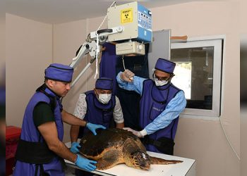 Yaralı Caretta Caretta koruma altında