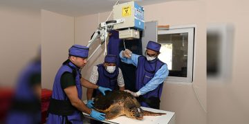 Yaralı Caretta Caretta koruma altında