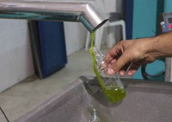 FOÇADA ERKEN HASAT ZEYTİN SIKIMI BAŞLADI.