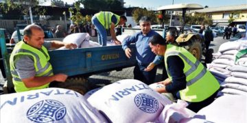 Atalık karakılçık buğdayı bir avuçtan 11 bin dönüme çıkıyor