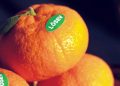 LÖSEV SATSUMA MANDALİNASI SATIŞI BAŞLADI