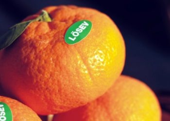 LÖSEV SATSUMA MANDALİNASI SATIŞI BAŞLADI