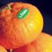 LÖSEV SATSUMA MANDALİNASI SATIŞI BAŞLADI