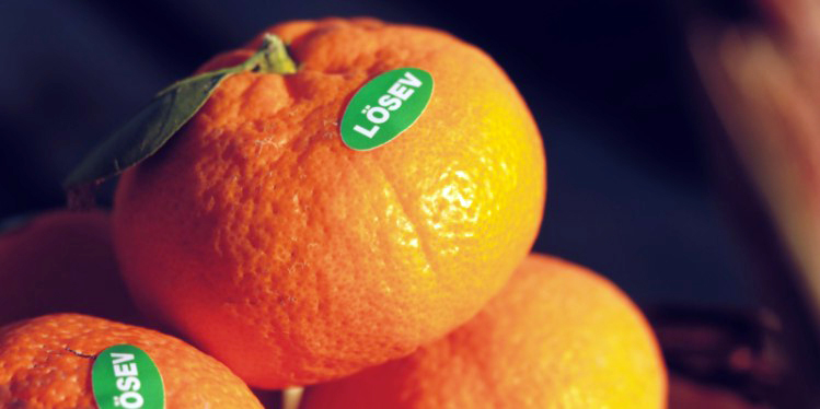 LÖSEV SATSUMA MANDALİNASI SATIŞI BAŞLADI