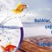 Akvaryum Balıklarını Çok Severim.