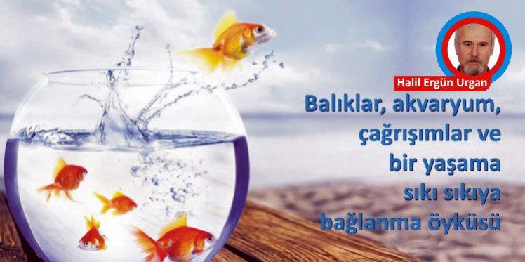 Akvaryum Balıklarını Çok Severim.