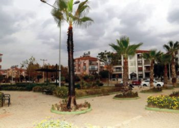 Şehir magandaları parktaki palmiye ağacını yaktı!