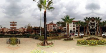 Şehir magandaları parktaki palmiye ağacını yaktı!