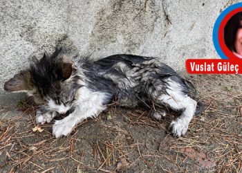 YAĞMUR VE KEDİ