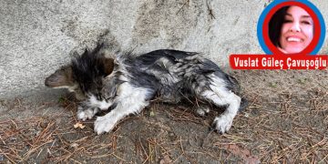 YAĞMUR VE KEDİ