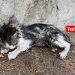 YAĞMUR VE KEDİ