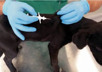 İzmir’de 32 bin sokak köpeğine mikroçip takıldı.