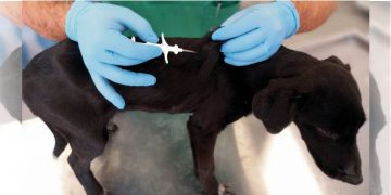 İzmir’de 32 bin sokak köpeğine mikroçip takıldı.