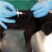İzmir’de 32 bin sokak köpeğine mikroçip takıldı.