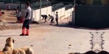 Hayvan cinayetlerinin cezası hapis olmalıdır.