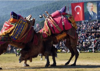 Pehlivan develer Torbalı Arenasına inecek