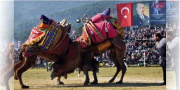 Pehlivan develer Torbalı Arenasına inecek