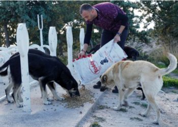 Çeşme Belediyesi soğuk havalarda sokak hayvanlarını unutmuyor