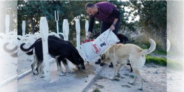 Çeşme Belediyesi soğuk havalarda sokak hayvanlarını unutmuyor