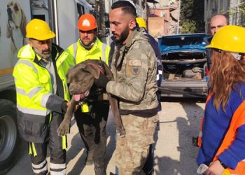 İzmir Büyükşehir Belediyesi depremden etkilenen hayvanları unutmadı.