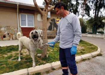 Depremzede köpek İzmir’de yaşayacak